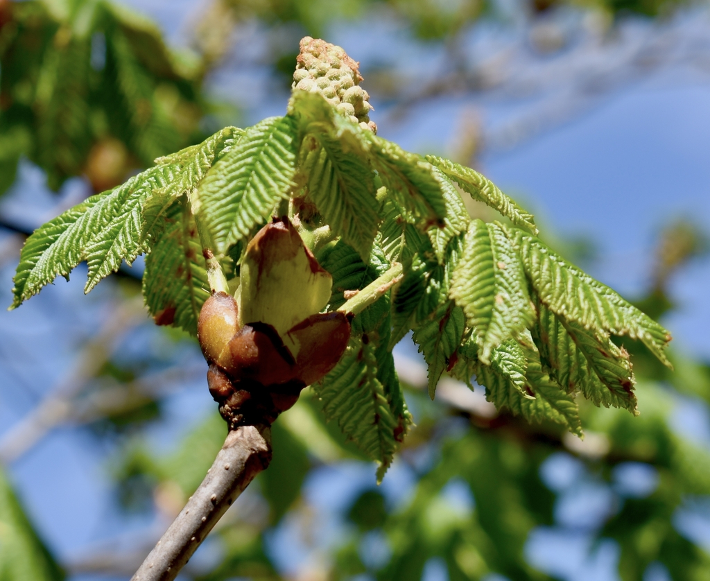 emerging leaves and male flower