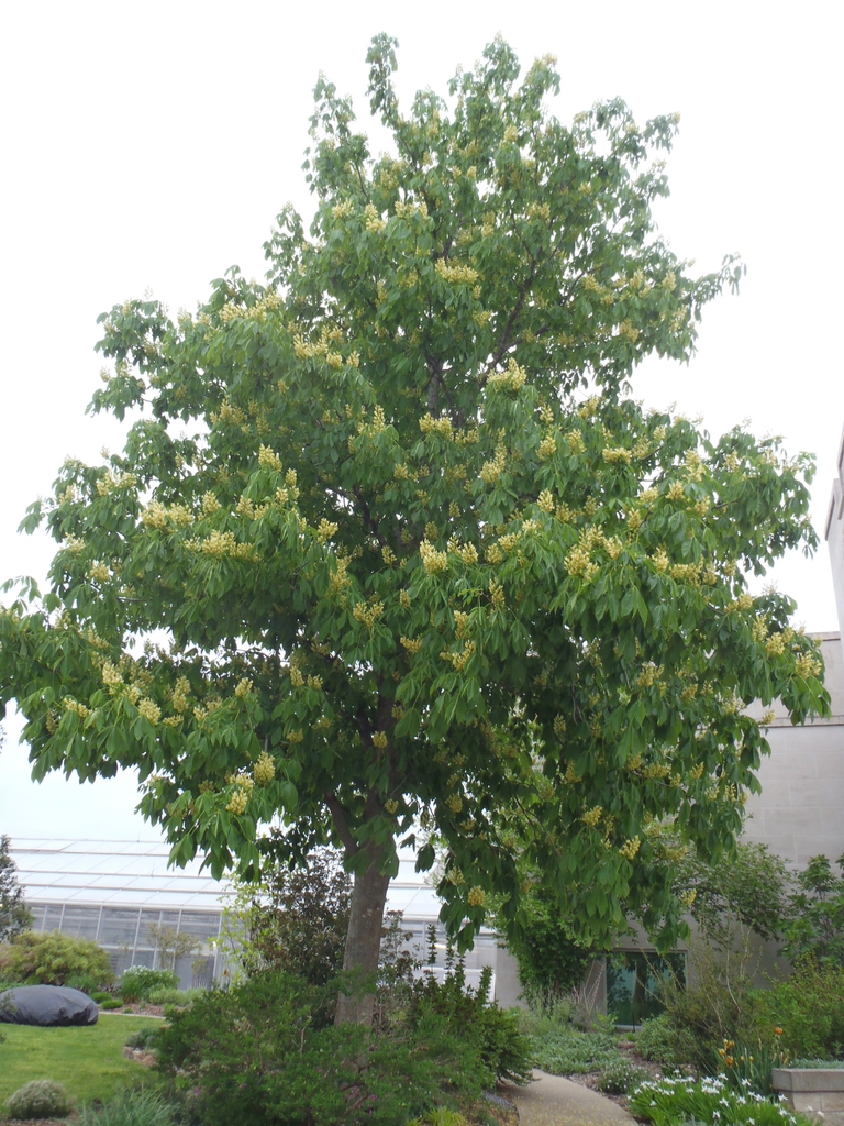 Aesculus octandra