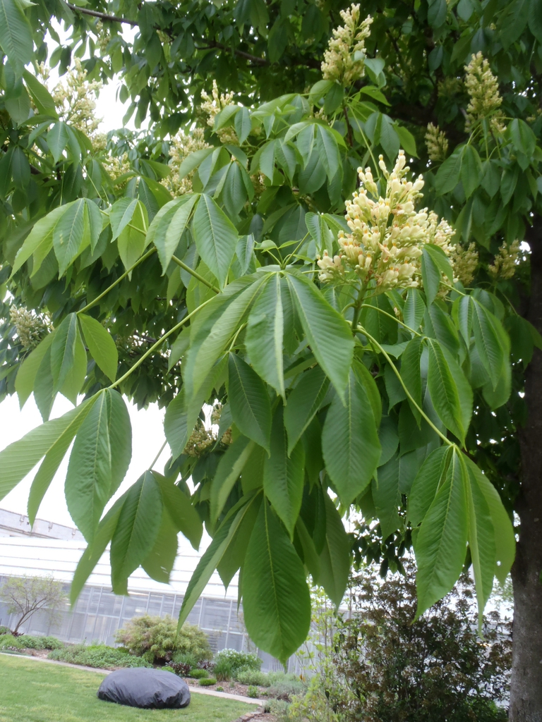 Aesculus octandra