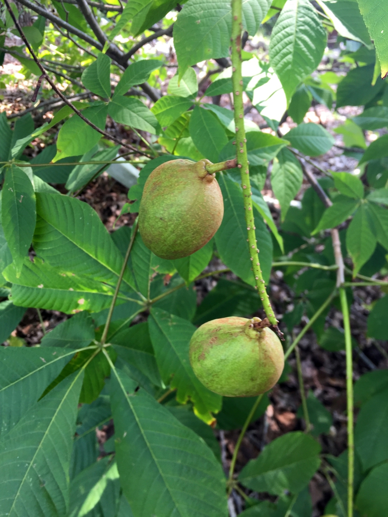 Fruit