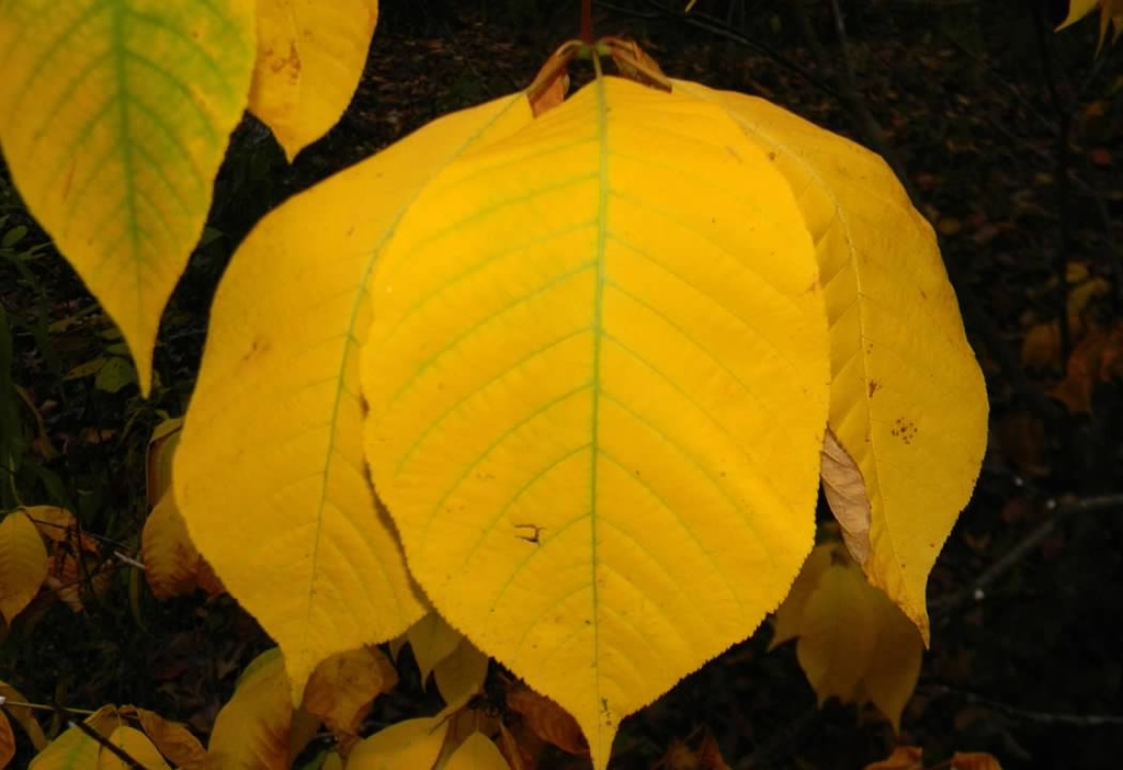 Leaves Closeup - Fall - Buncombe Co., NC