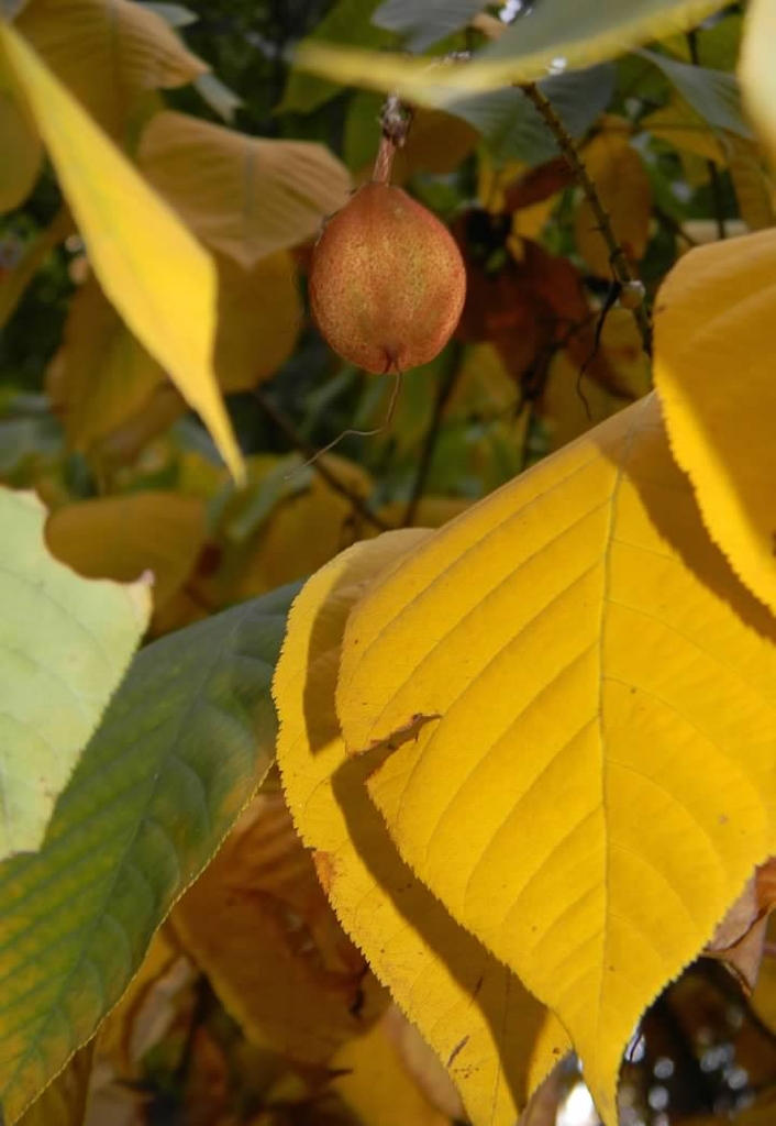 Fruit - Fall - Buncombe co., NC