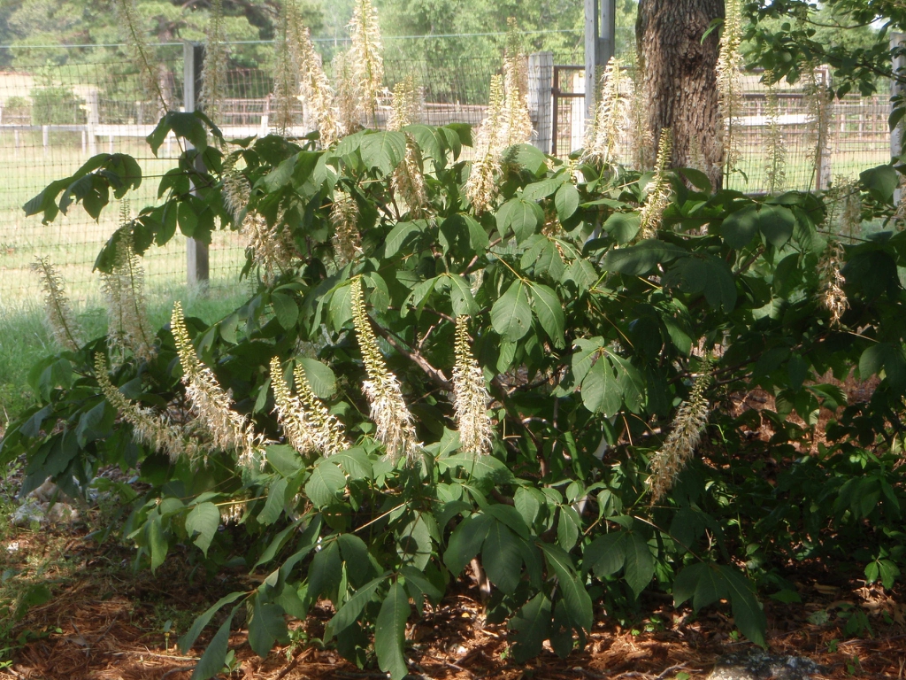 Aesculus parviflora