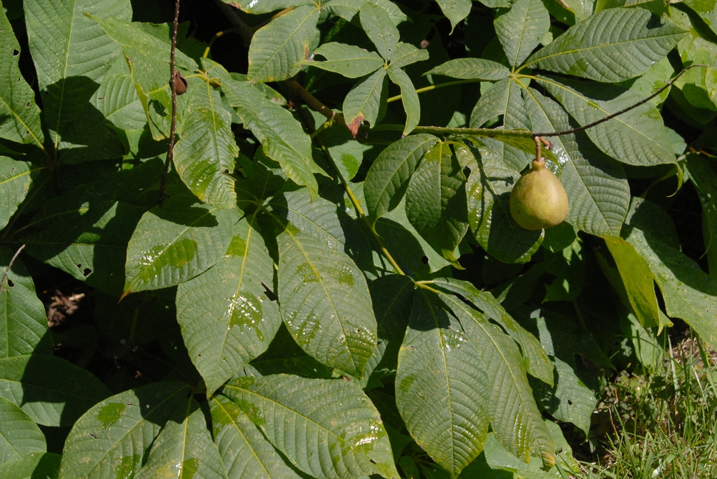 Aesculus parviflora