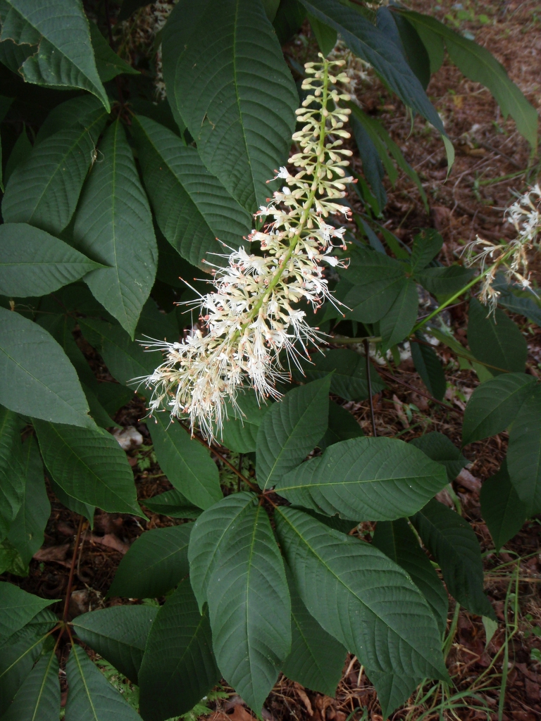 Aesculus parviflora