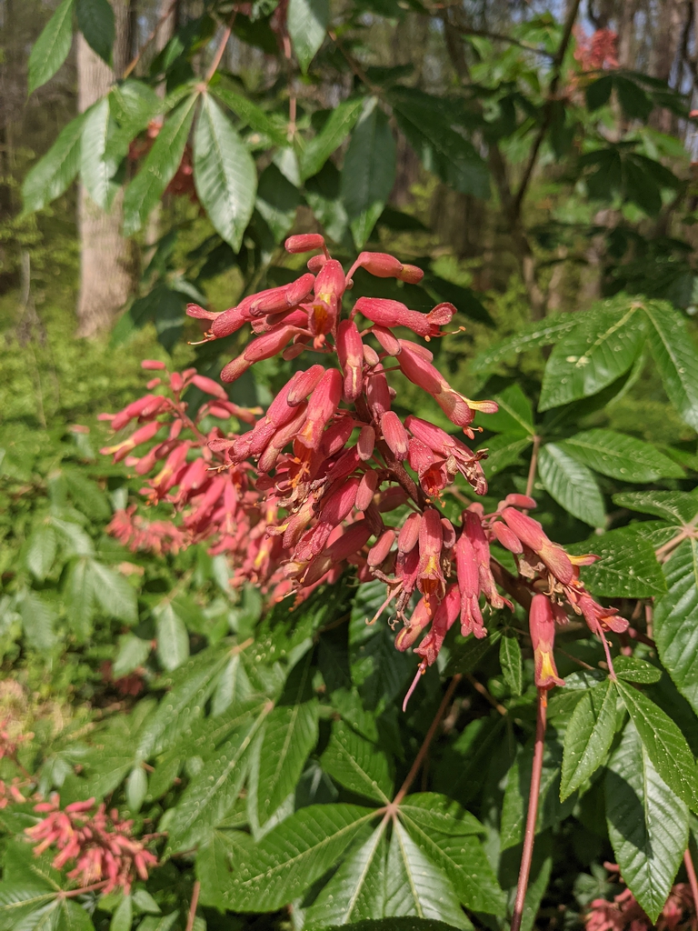 Flower and leaf