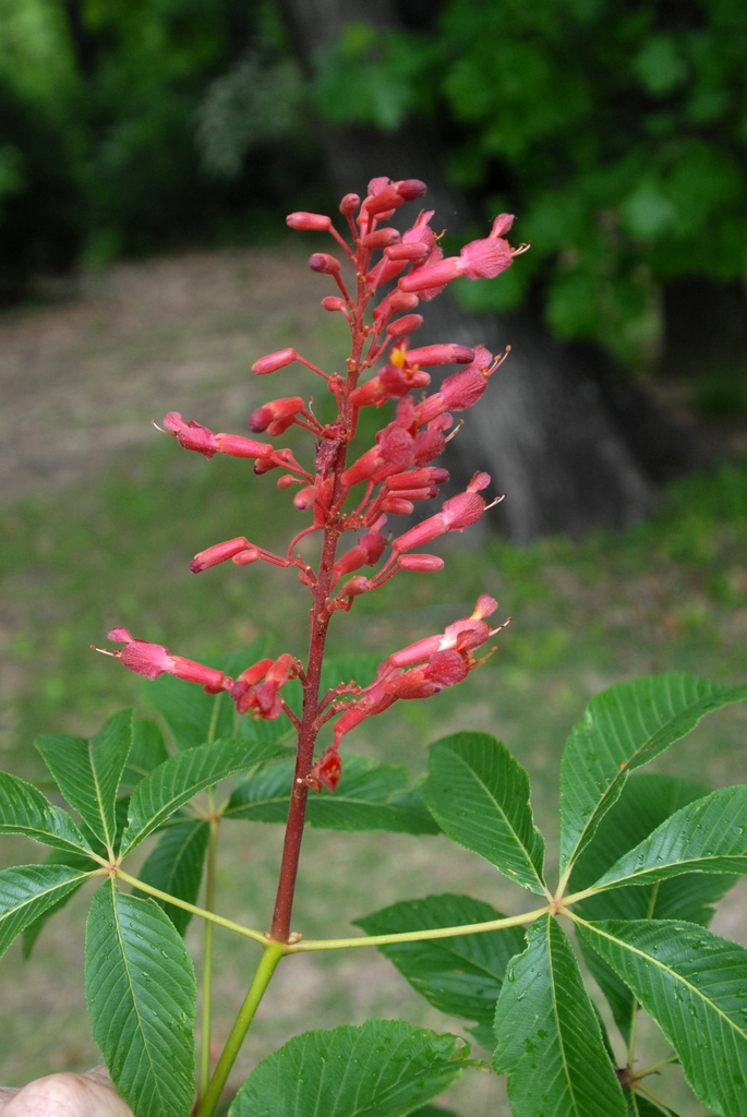 Aesculus pavia