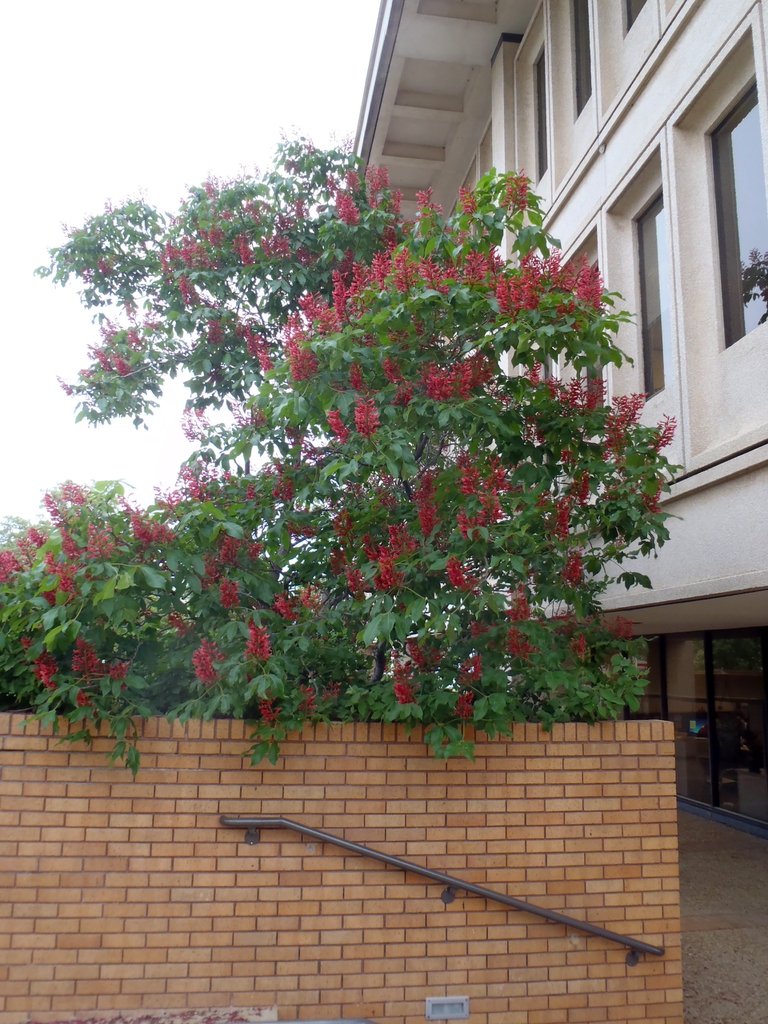 Aesculus pavia