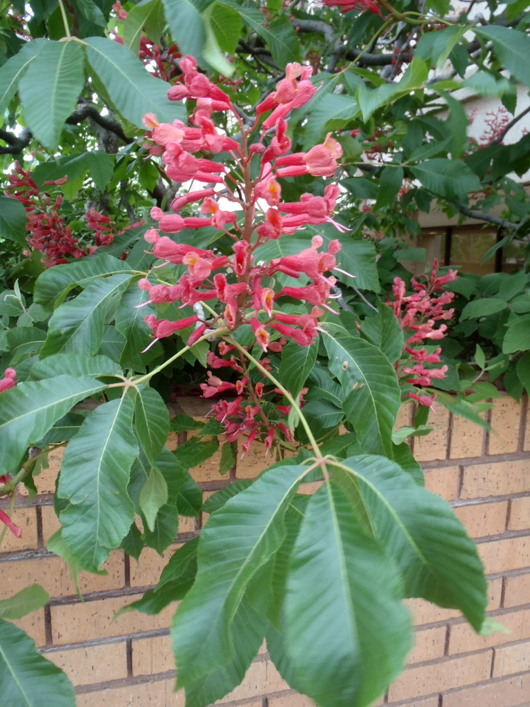 Aesculus pavia