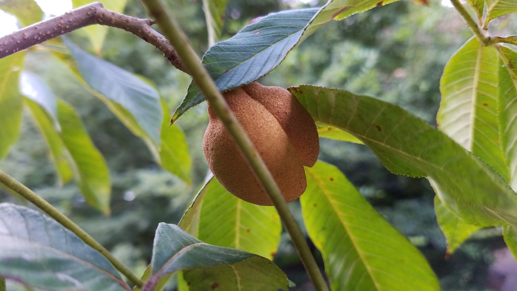 Fruit