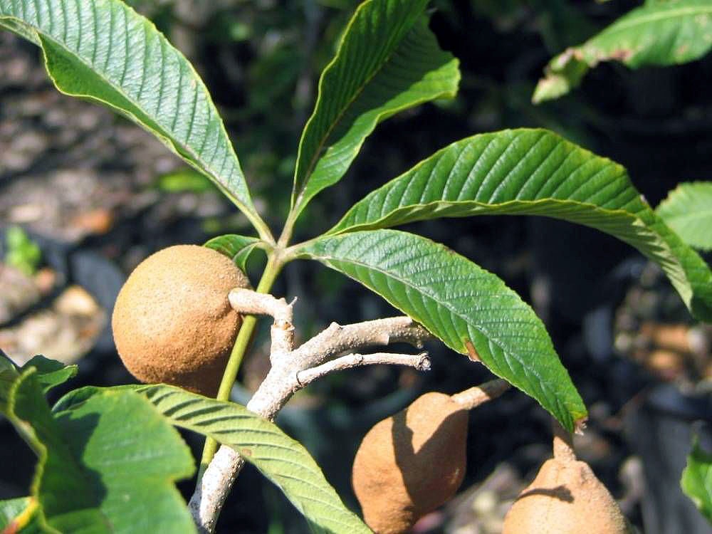 Leaves and fruit