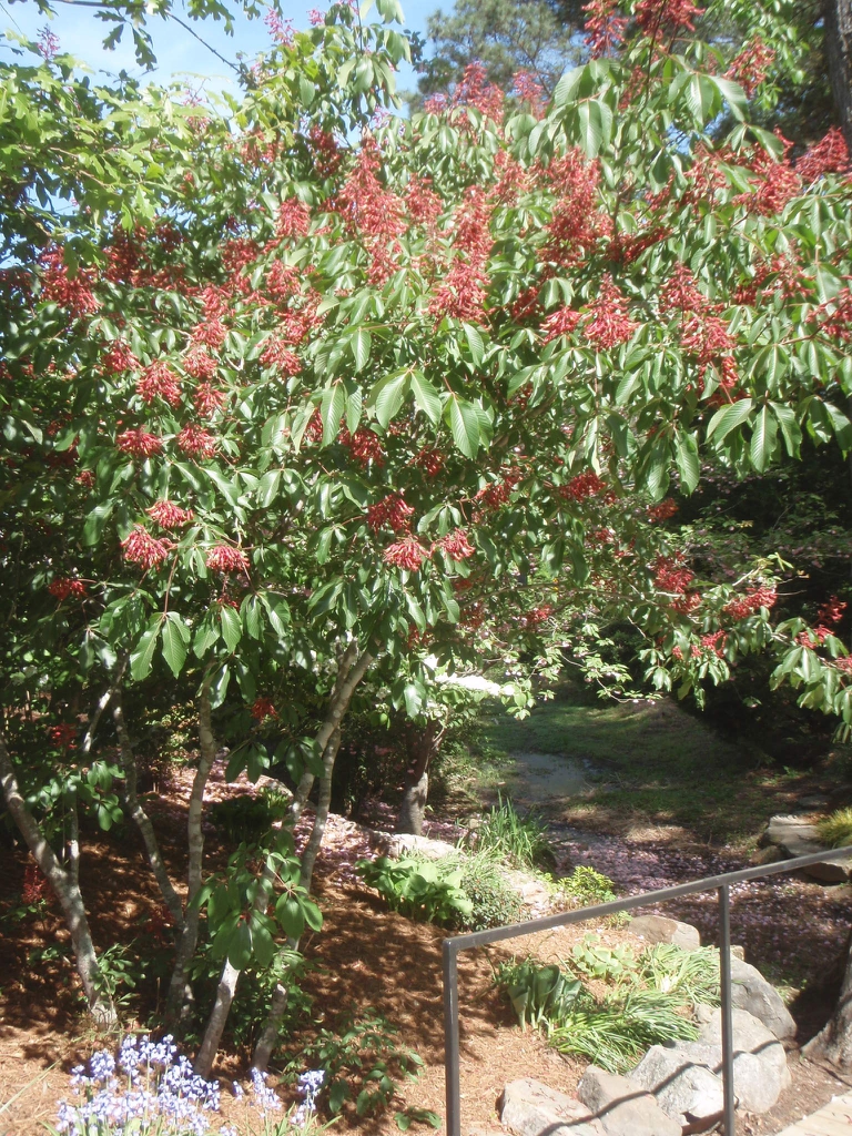 Section of plant in bloom