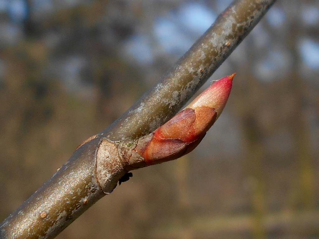 Stem buds
