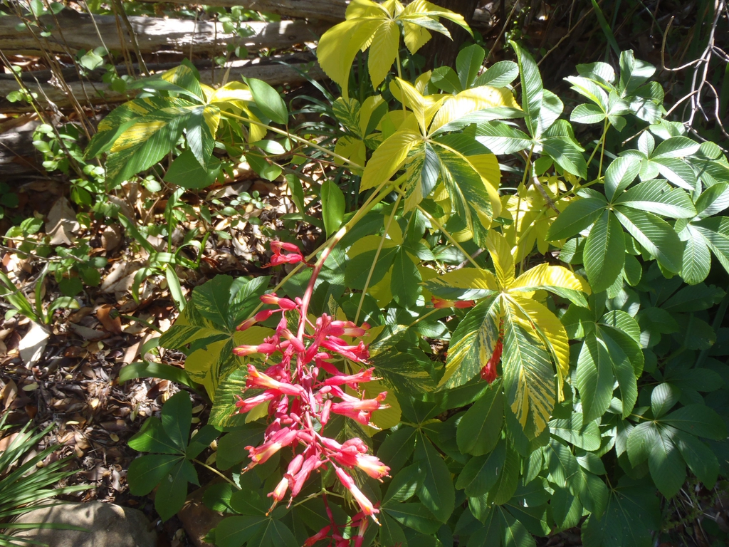 Aesculus pavia
