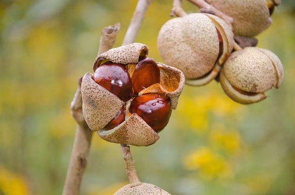 Fruit and seed