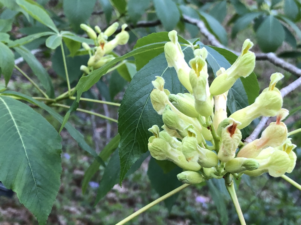 Aesculus sylvatica