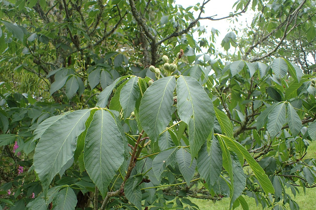 Leaves