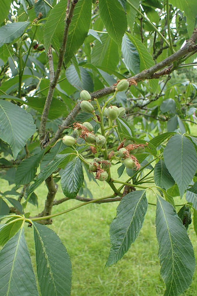 Fruit, stem, leaves