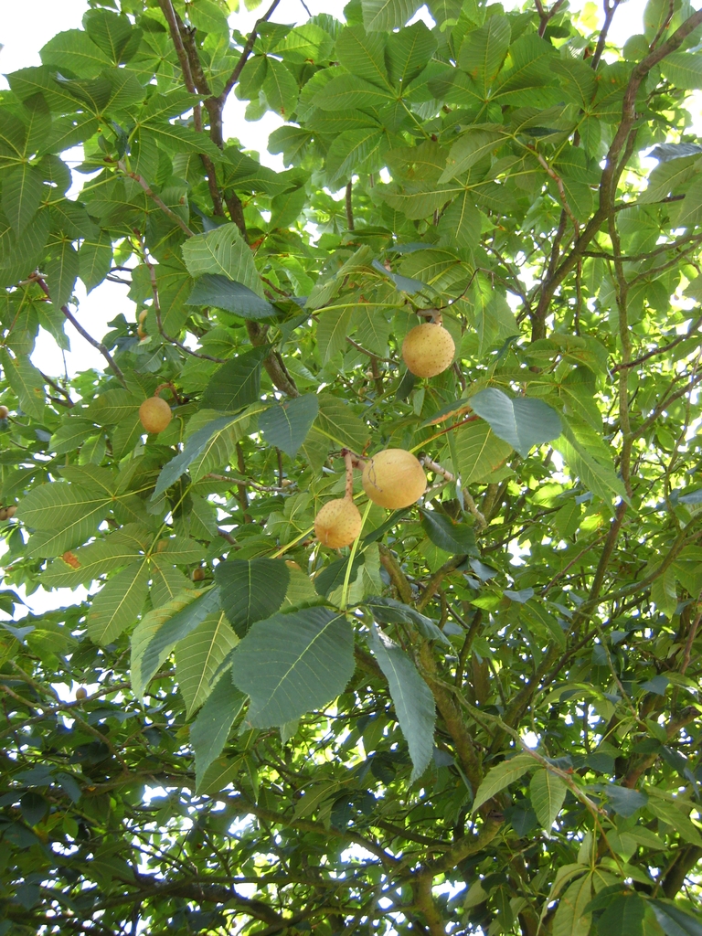 Tree with fruits
