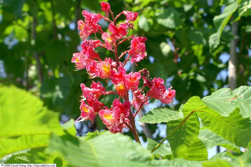 Aesculus x carnea
