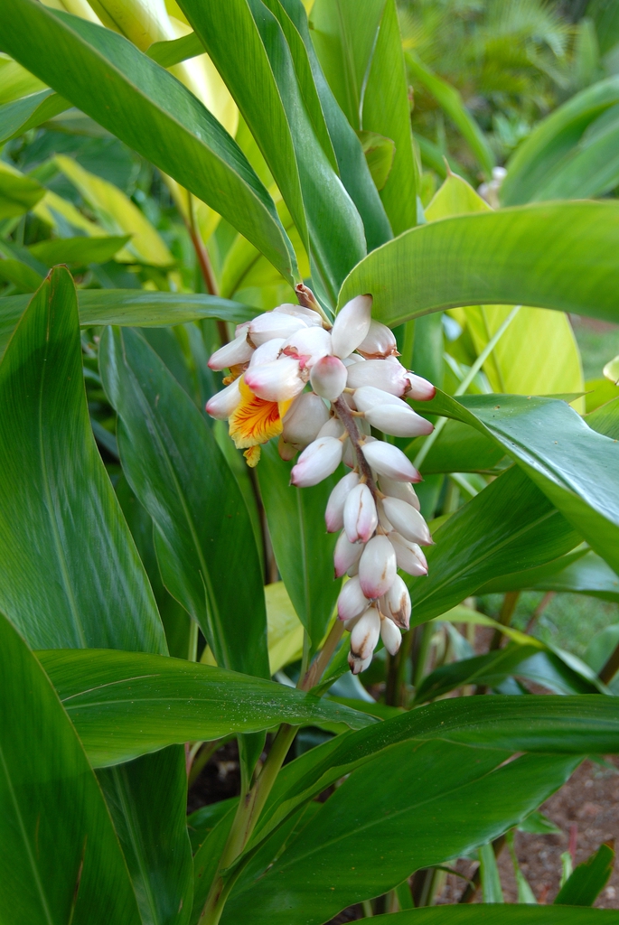 Alpinia zerumbet