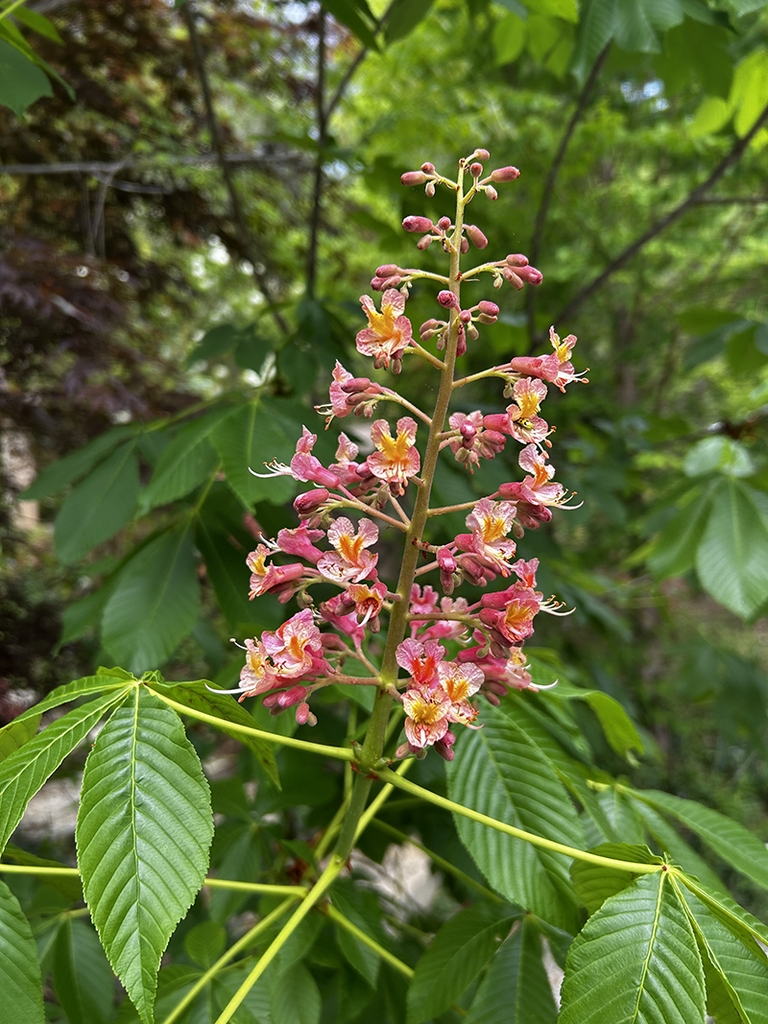 Panicle of showy pink-red flowers & palmately compound leaves.