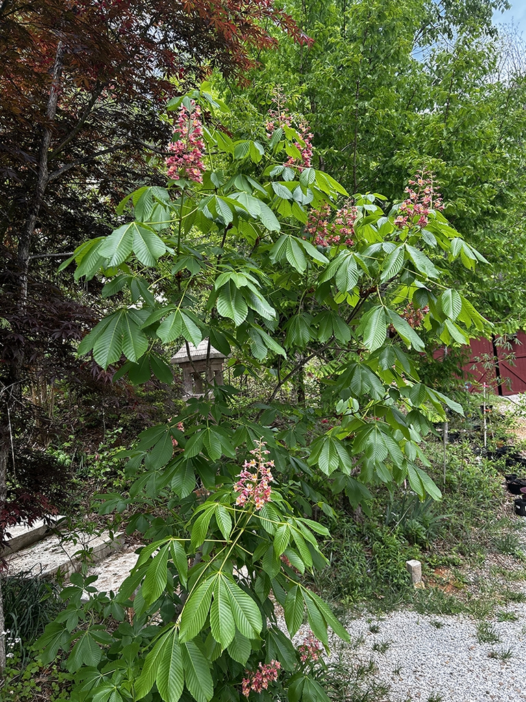 Shrub with palmately compound leaves & erect stalks of flowers