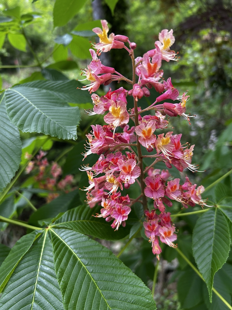 Panicle of showy pink-red flowers & palmately compound leaves.