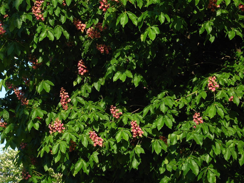 Leaves and flowers.