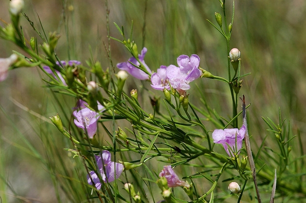 A. aspera purple flowers