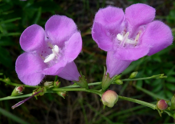 A.-fasciculata puple flowers with a white throat