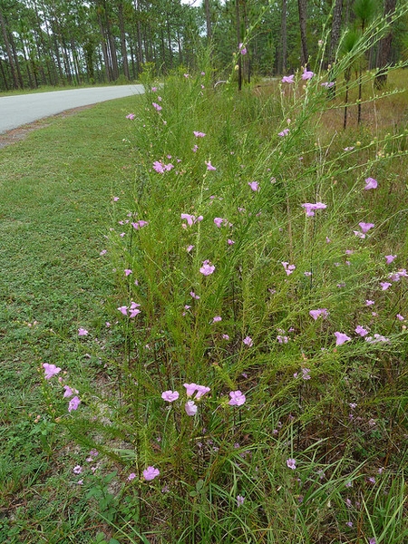 A. fasciculata form growing en masse
