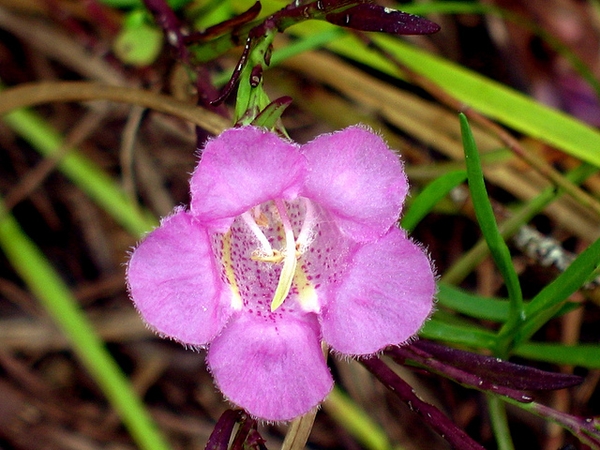 A. purpurea pinkish flower