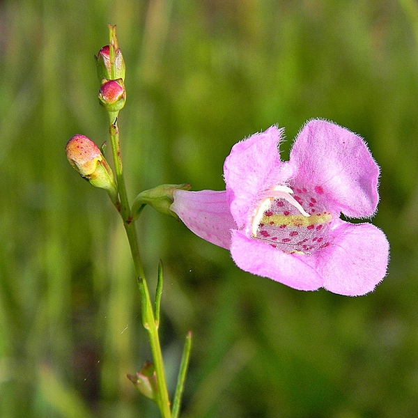 pink tubular flower