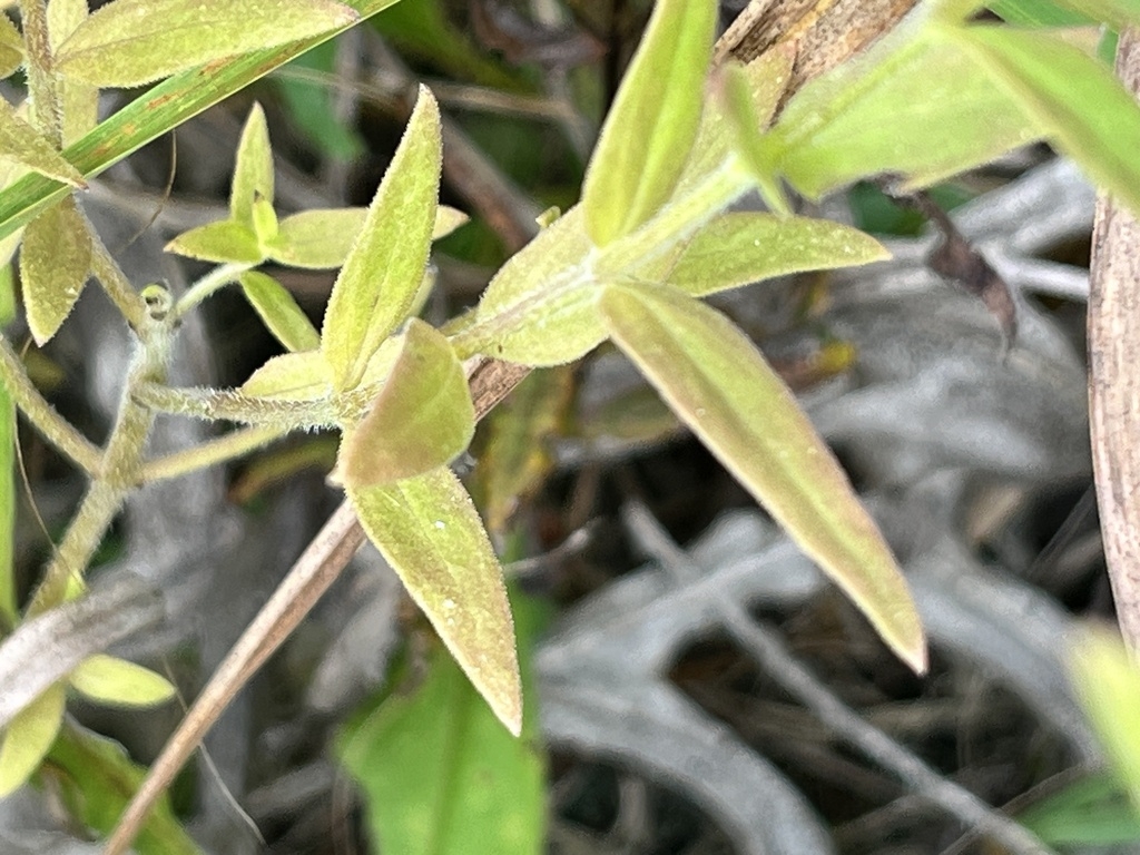 Stem and leaves of A. auriculata with hairs