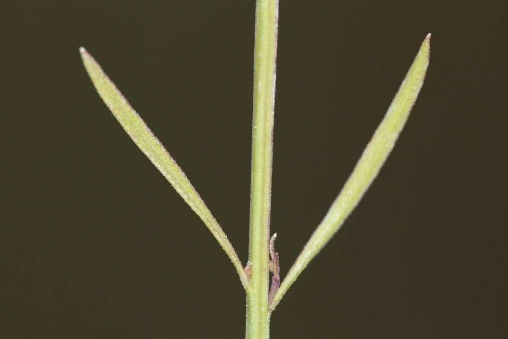 Stem and narrow leaves of A. skinnerianna