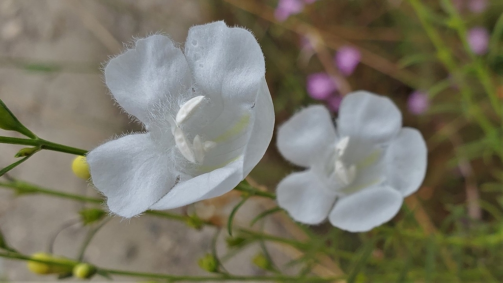 White tubulat flowers with fine hairs