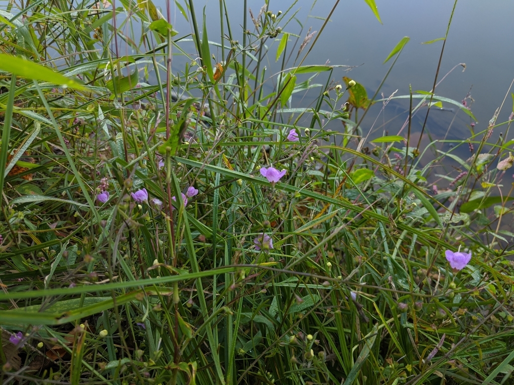 Form growing along a pond with pinkish flowers