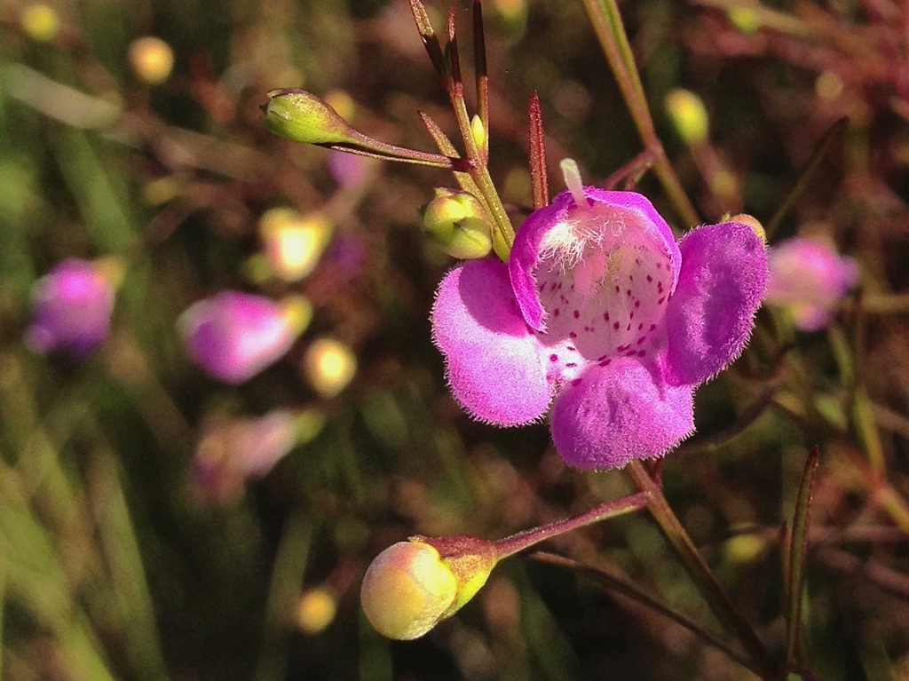 Agalinis tenuifolia