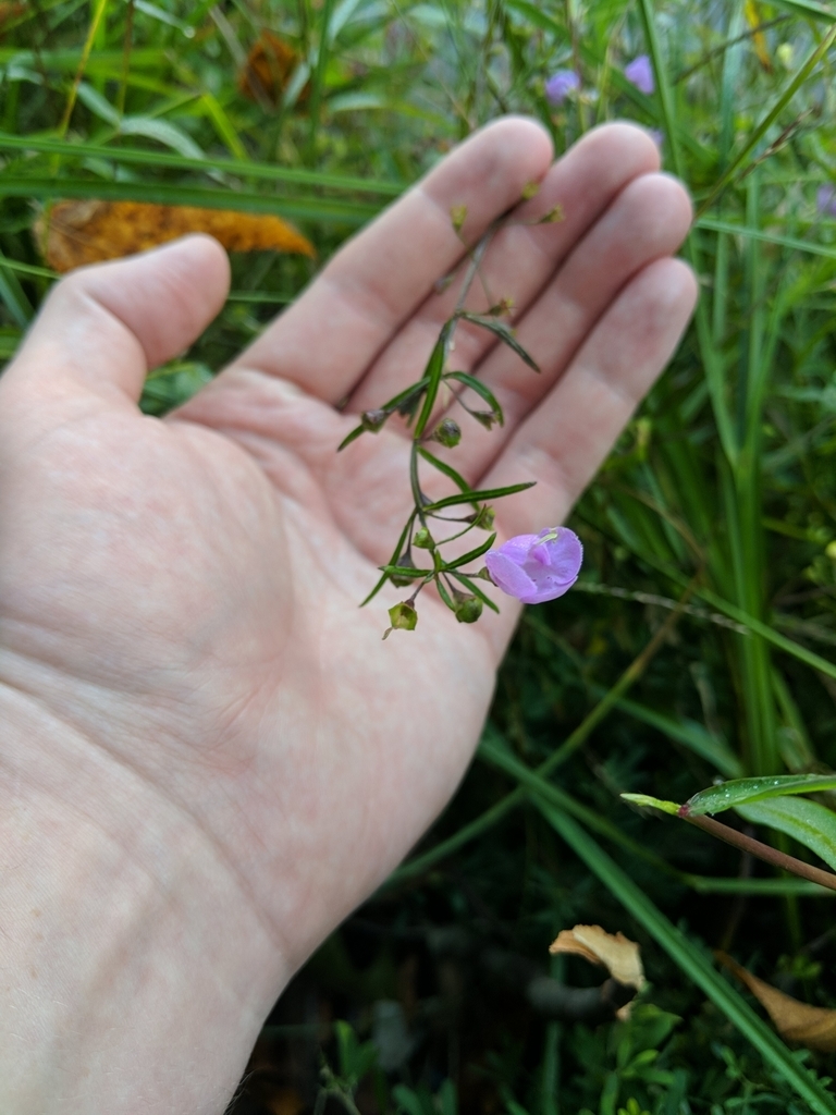 Stem with a flower and brown capsules on it