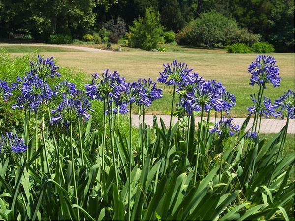 Agapanthus