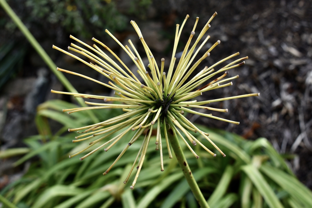 'Ellamae' Flower - Nov. 29 - Wake Co., NC