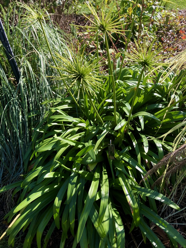 'Stevie's Wonder' Form - Fall - Wake Co., NC