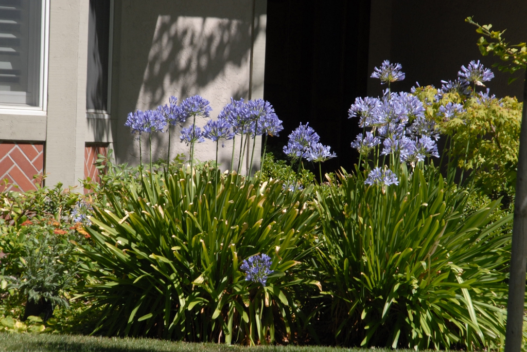 Agapanthus