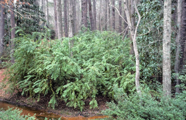 Dense shrub with long, horizontal shoots