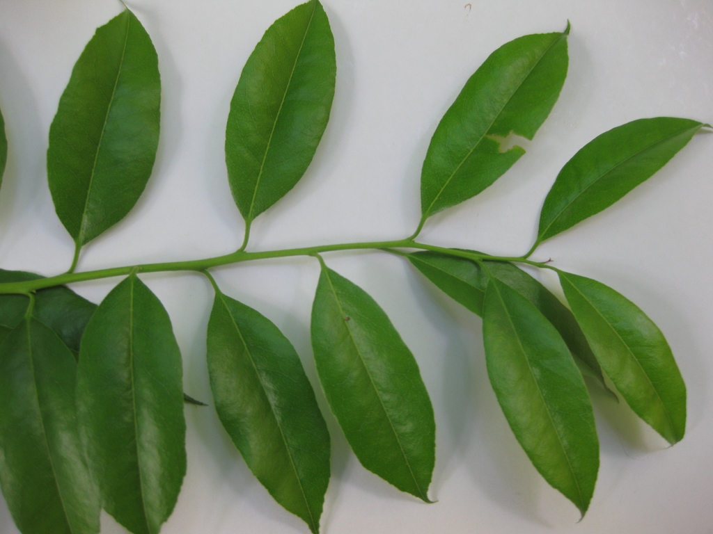 Stem with alternate, ovate leaves