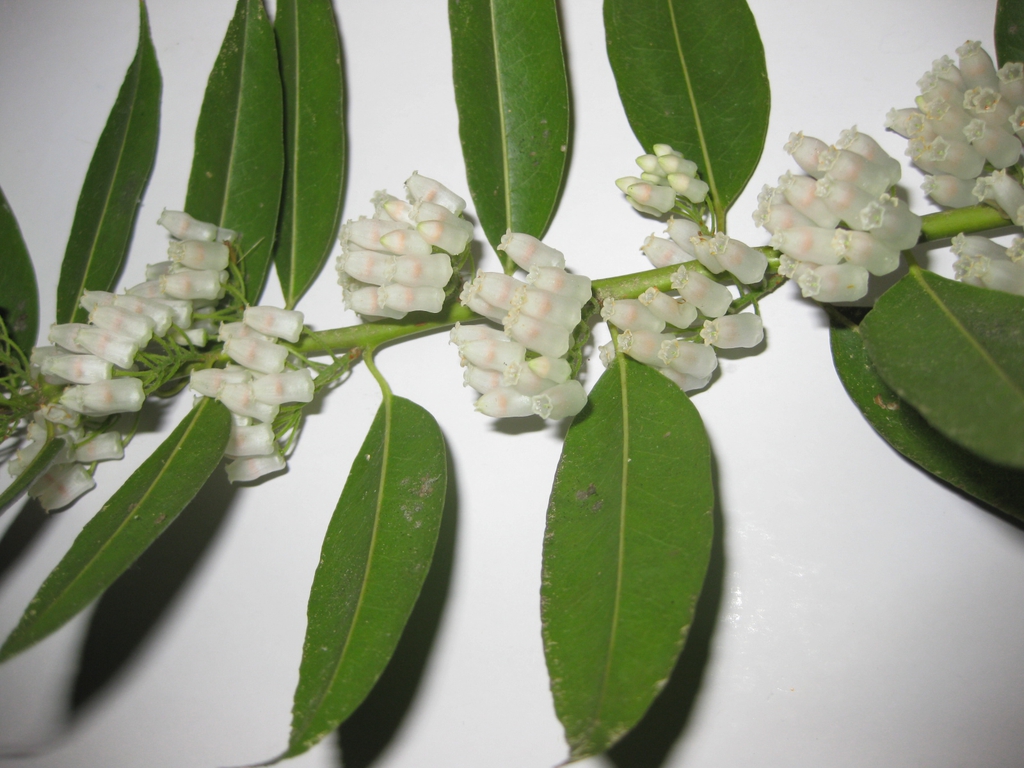 Stem with alternate, ovate leaves & axillary clusters of flowers