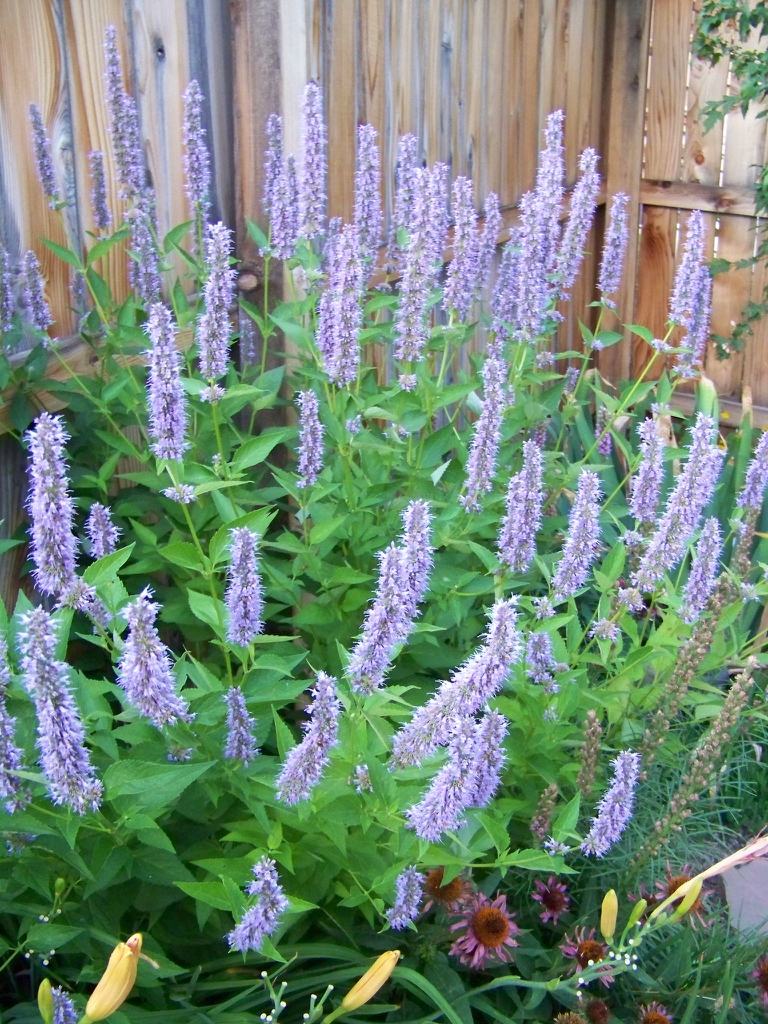 Form of 'Blue Fortune'