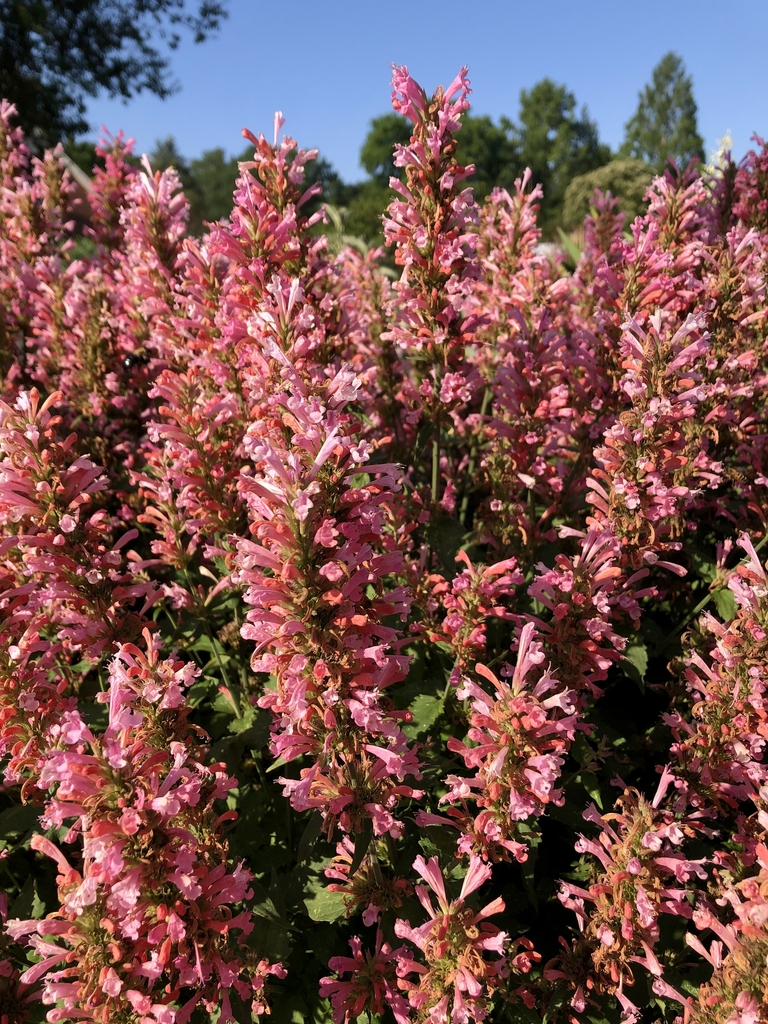 close-up of dense spikes of pink flowers.