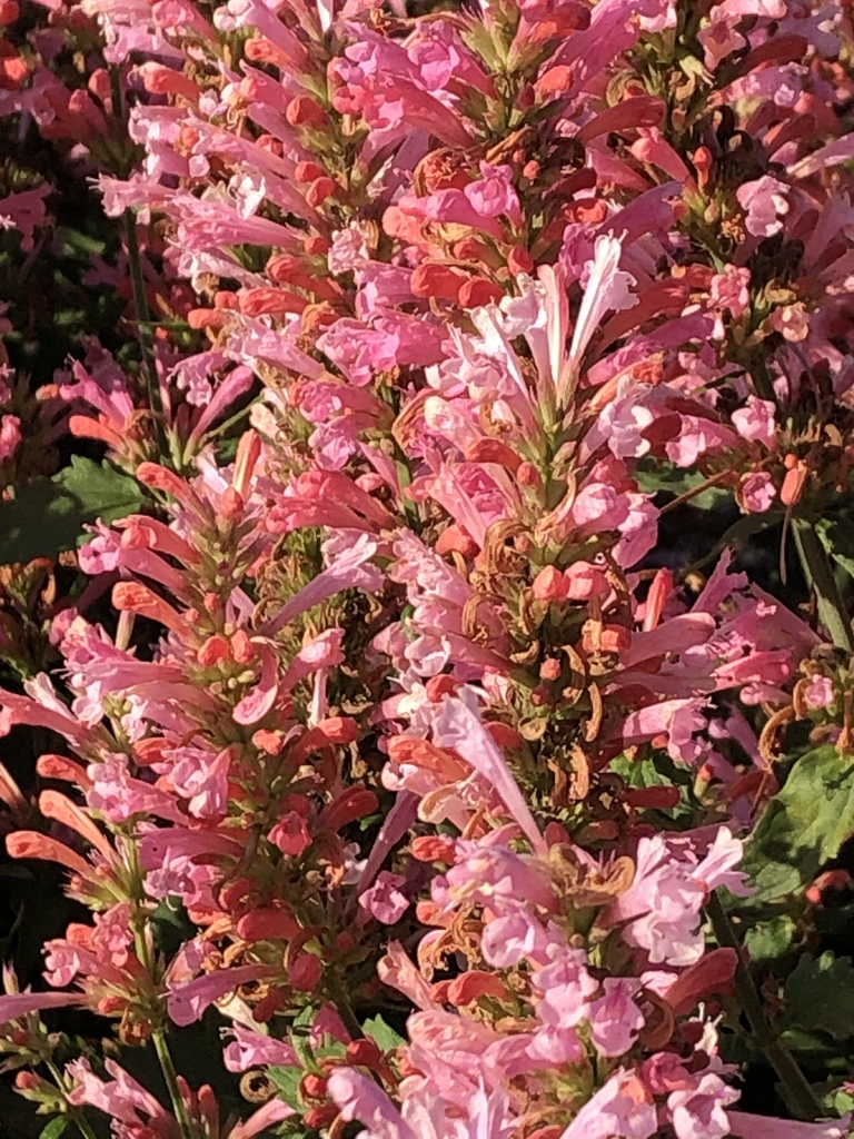 close-up of dense spikes of pink flowers.